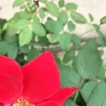 蜻蜓点水浪花美