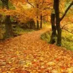 🍂秋日浪漫叶🍁