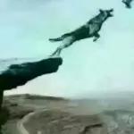鲁H刚哥