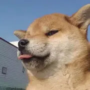 来自北方的王!
