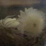 永远等待。