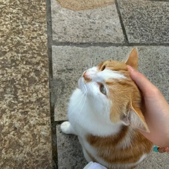 ✨玻璃蓝🍓的主播照片
