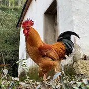 平。凡人生
