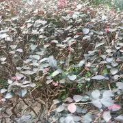 wxb天上飞