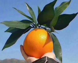凑美没人爱的图片