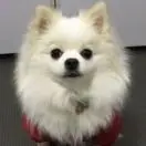 JimmyCheni