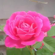 yc无缘