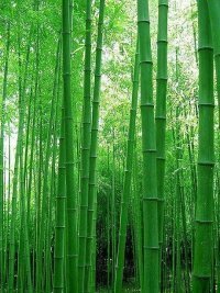 ☆鴻蒙火龍☆的图片