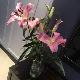 🌻小七（安静唱歌）的图片