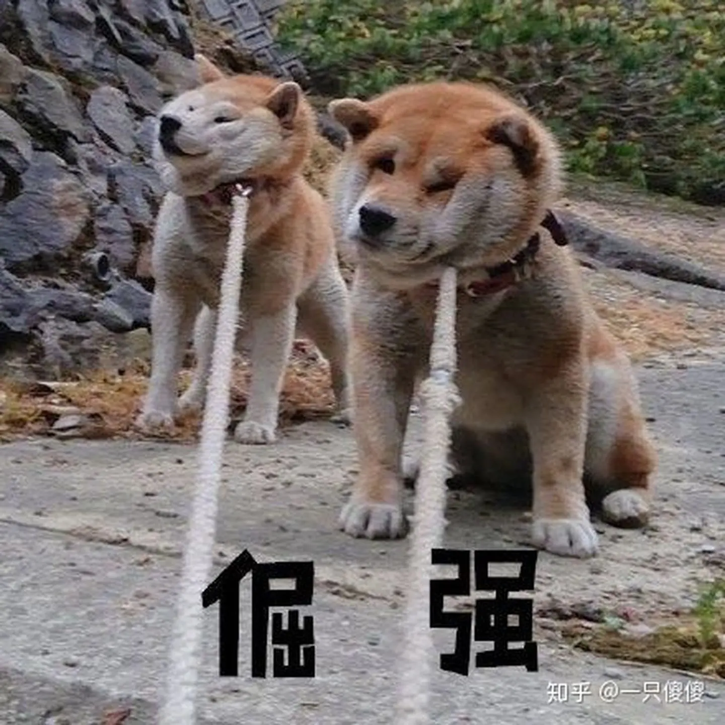 萌萌不圆深夜话聊的主播照片