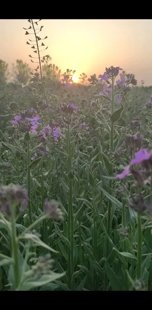 紫藤花