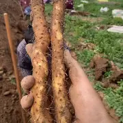 神枪之倒刺