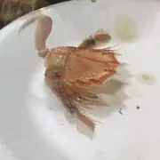 皮鲜鸭