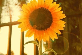 🌻小七（安静唱歌）的图片