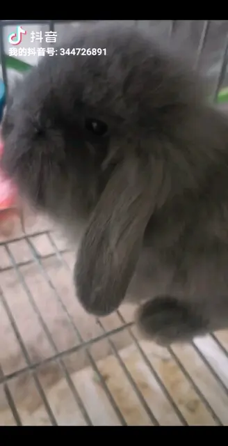 来嘴一个/狂笑
