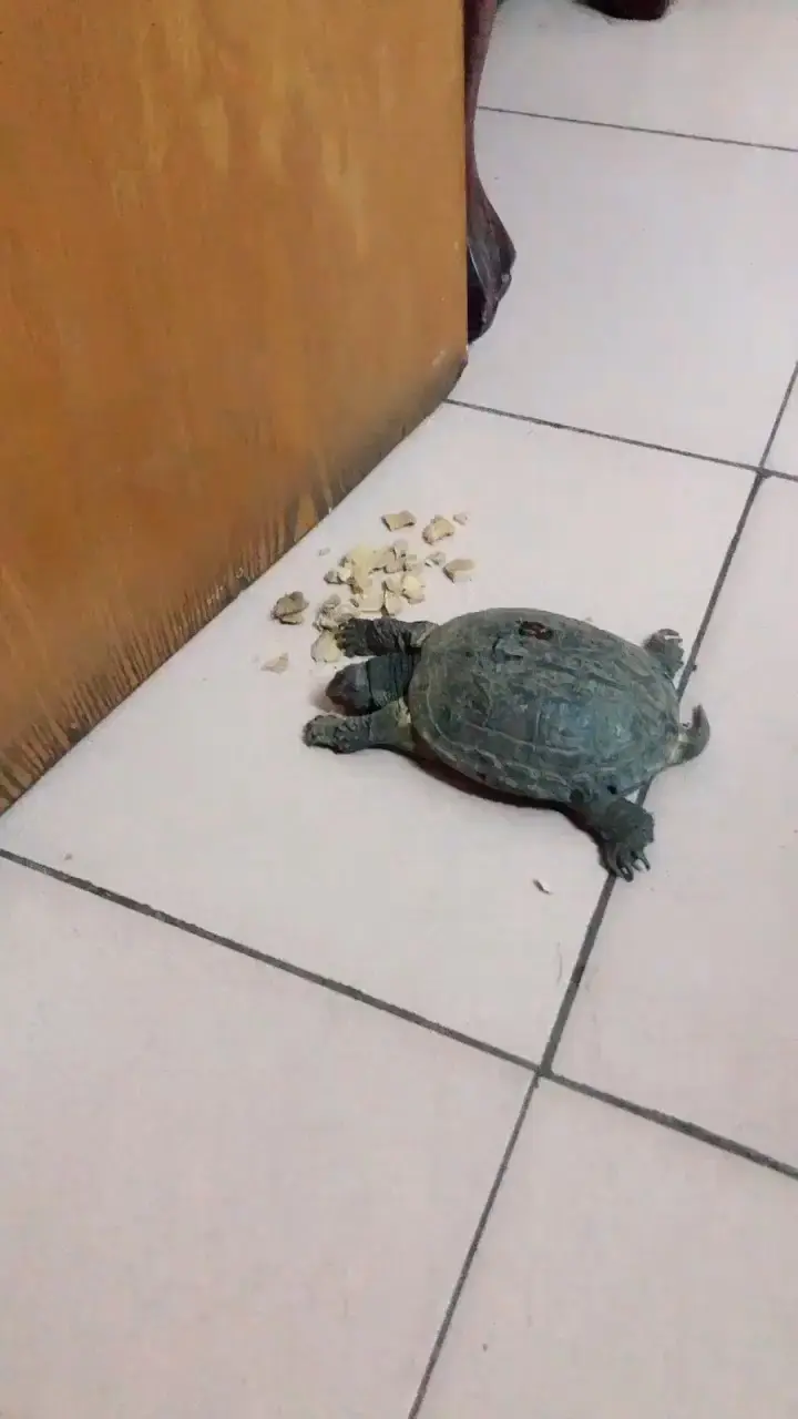 我家这只龟个头不大年