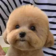 ✨杰少