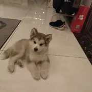 雪妞哥哥2