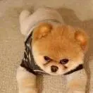 Xiao陈r