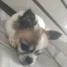 晴天般的微笑pi