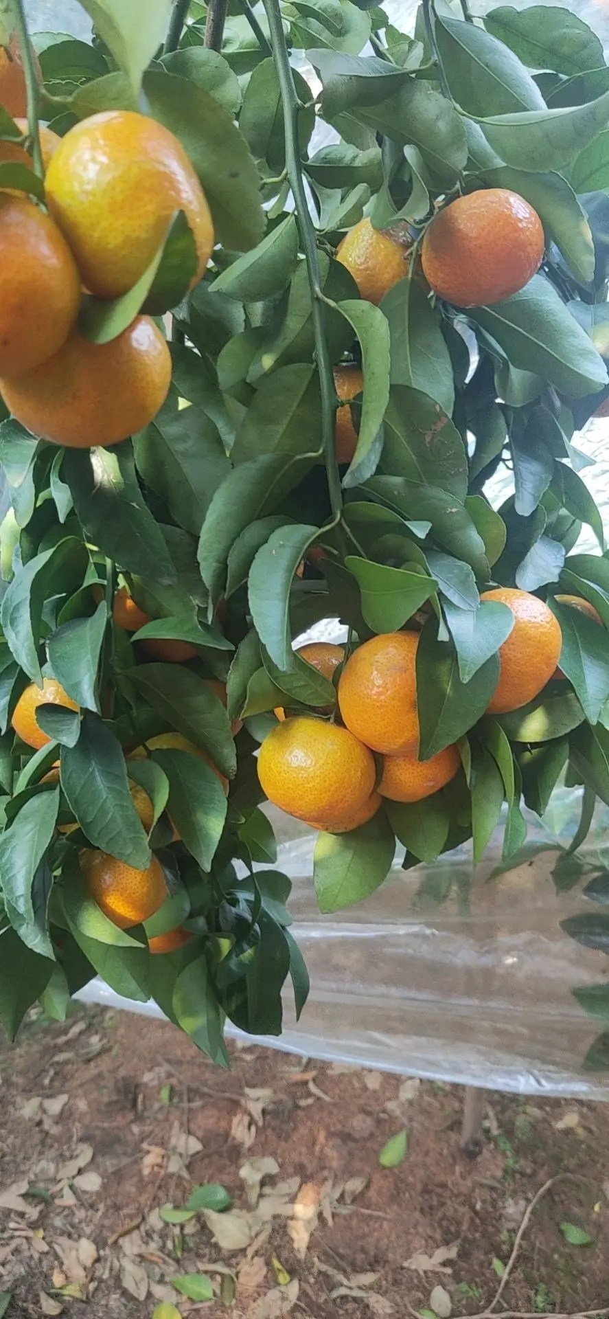 时光匆匆5566的主播照片