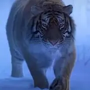 独宠瘦瘦：