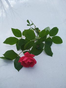 Love彼此的唯一的图片
