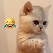 o0三八三八我三八
