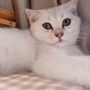 嘿、人类