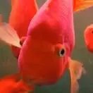死鬼ij