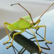 茄木菜。