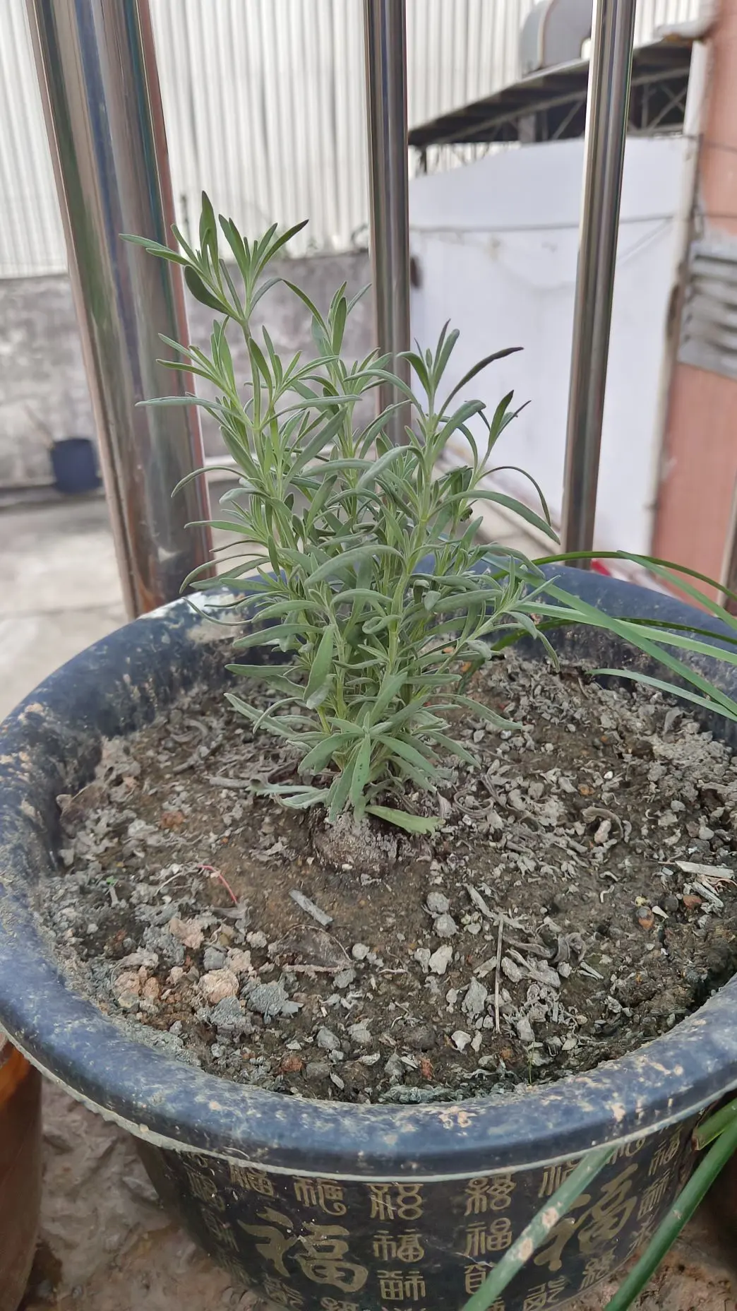 隨風的沙主播图片