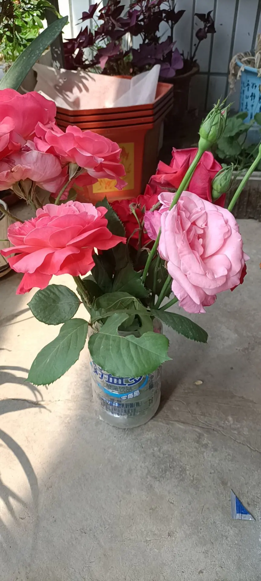 🌹随缘🌹的主播照片