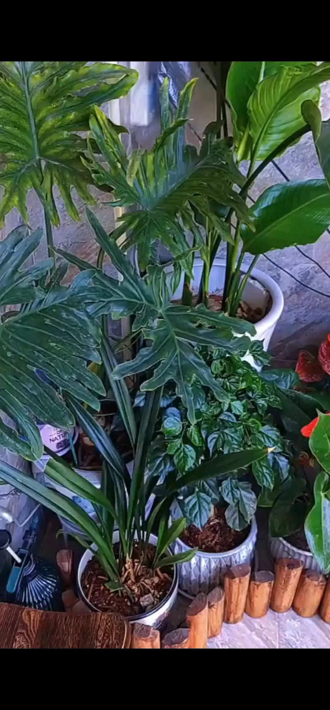 阳台🌺和风景可真漂亮