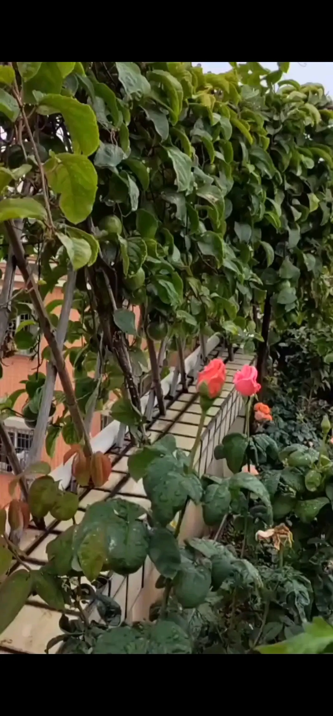 冬日里的润物细无声🌹