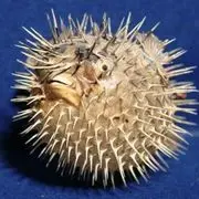刺猬鱼