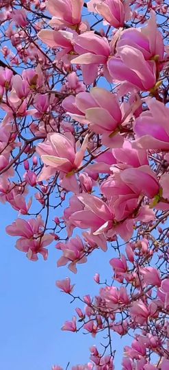 💞阳阳得意💞的图片