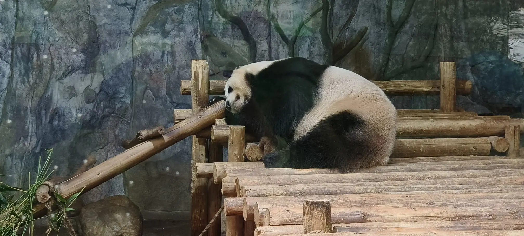 隨風的沙主播图片