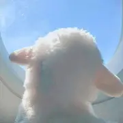 小萝卜332