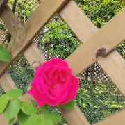 【米朵】等你呦