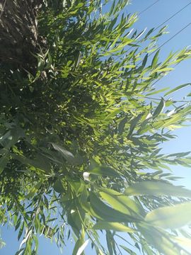 💞阳阳得意💞的图片