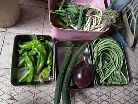 果果(平安好运)的图片