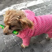 月亮萌仙