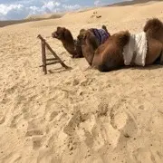 洋洋哥🔔