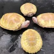 为你流泪为你疯狂