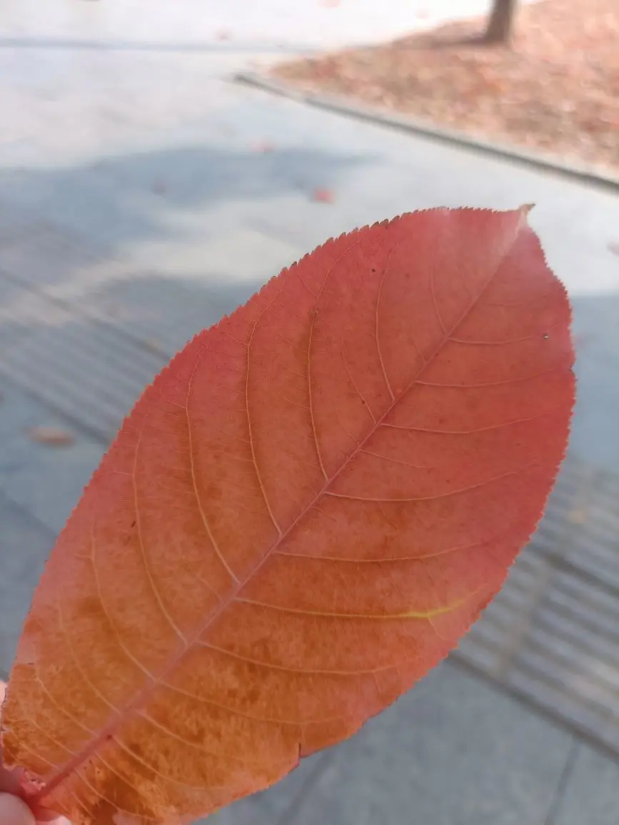 💞阳阳得意💞主播图片