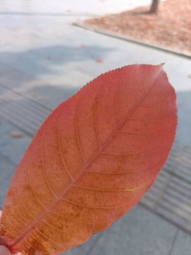 💞阳阳得意💞的图片