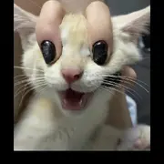 小肥羊🐏