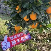 新号直播