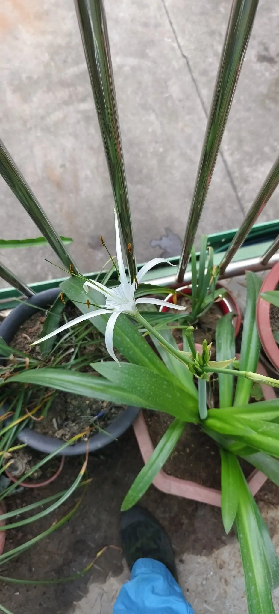 隨風的沙主播图片
